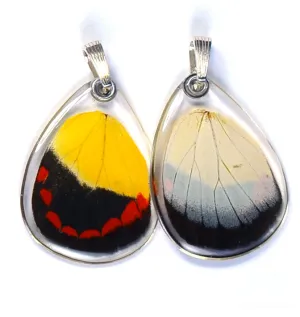 Butterfly Pendant Only, Timor Butterfly, Bottom Wing